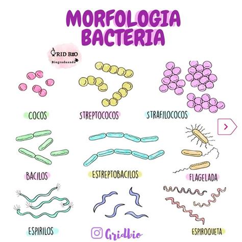 Morfologia De Bactérias Reino Monera Procariontes Resumo