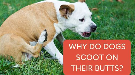 Why Do Dogs Scoot On Their Butts Youtube