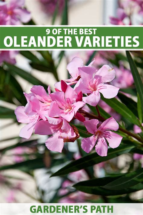 9 Of The Best Oleander Varieties Make House Cool