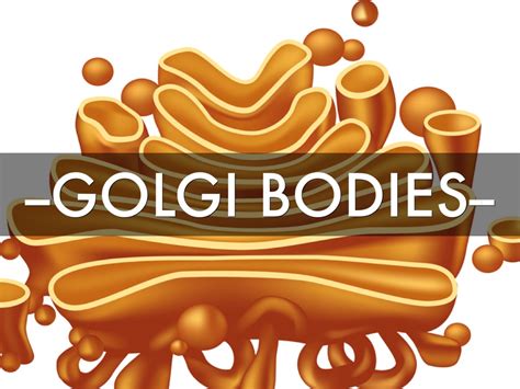 Golgi Bodies Clip Art Library