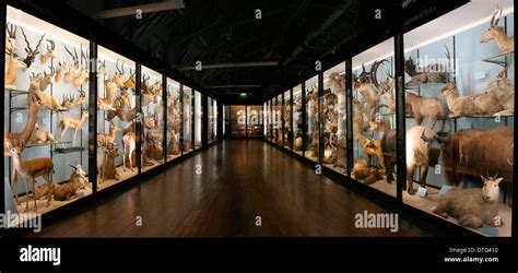 The Natural History Museum At Tring Stock Photo Alamy