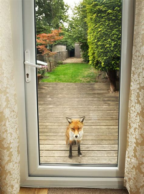 Close Up Of A Red Fox Watching Through The Window Stock Photo Image