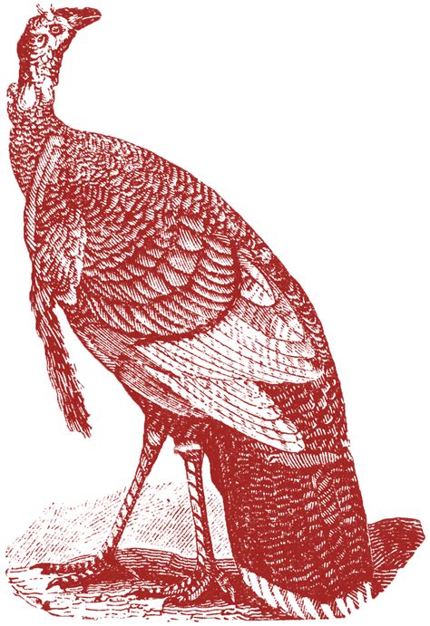 antique turkey images  graphics fairy