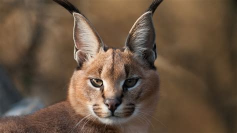 41 Golden Lynx Cat Images Rare Gallery Hd Wallpapers