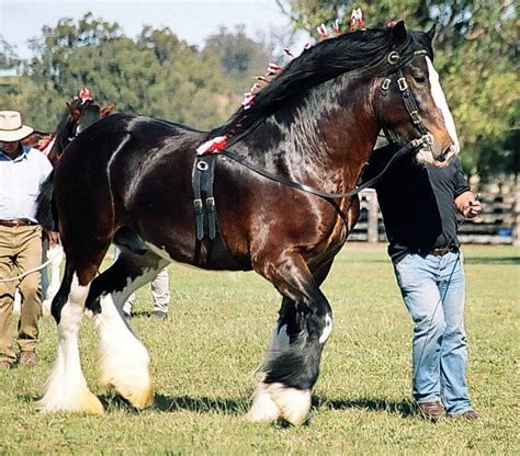 Pin By Rachel Olsen On Shires Horses Shire Horse Horse Breeds