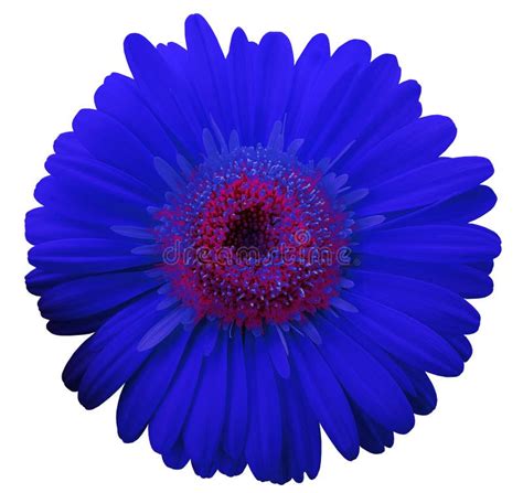 Blue Gerbera Flower White Isolated Background With Clipping Path