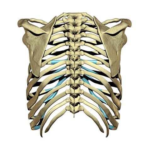 En the rib cage has been bruised. 3D Ribcage Model on Behance