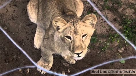 Canned Lion Hunting Is Damaging Brand South Africa Youtube