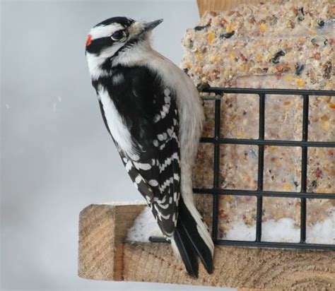 Upon intake he showed signs of head trauma and received meds and was put on oxygen. Northern Michigan Experience: Downy Woodpecker