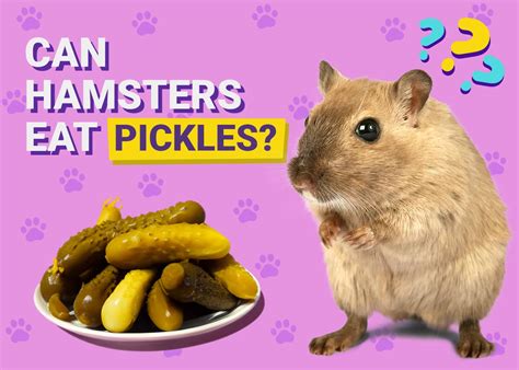 Can Hamsters Eat Pickles? Vet Reviewed Risks & FAQ | PangoVet