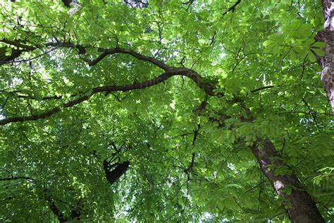 Lush Tree Foliage Full Frame Stock Photo Dissolve