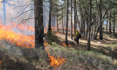 Fiercer More Frequent Fires May Reduce Carbon Capture By Forests