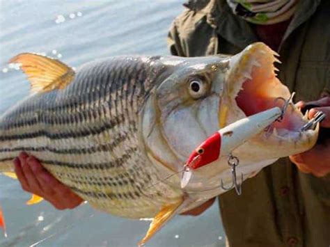 Changa Safari Camp Tigerfishing In Lake Kariba