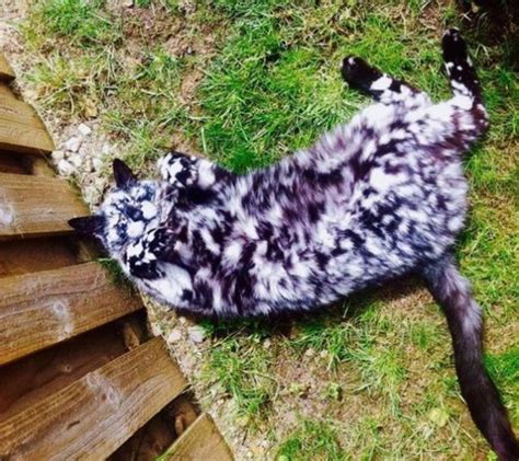 11 Cats That Got Famous For Their Awesome Fur Markings