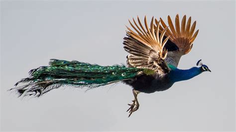 Free photo: Flying Peacock - Bird, Clouds, Feathers - Free Download - Jooinn