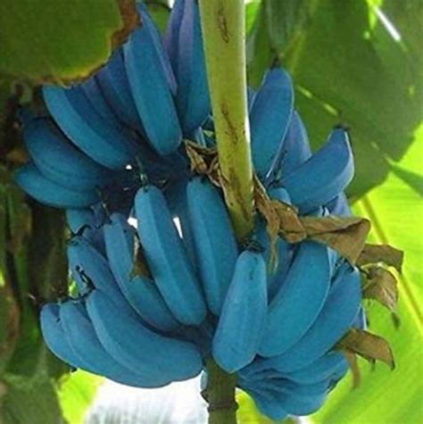 Blue Java Banana Aponiche