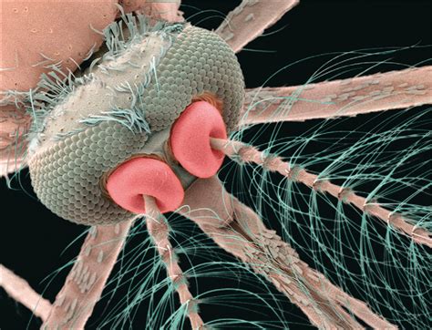 A strategic plan for Japanese encephalitis control by 2015 - The Lancet