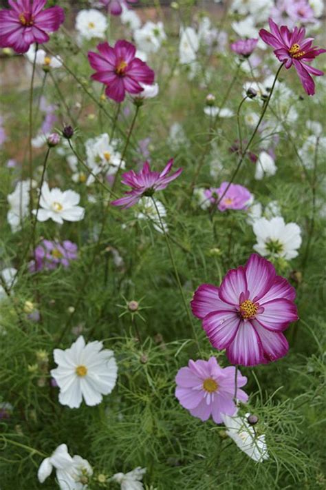 Annual Cosmos Fizzy Mixed Flower Seeds — Saedian