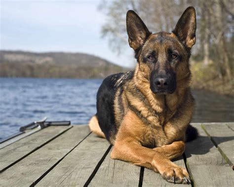 10 Best Dog Breeds From Germany