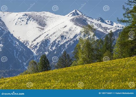 Spring In The Mountains Green Forests And Meadows Snow Capped Peaks