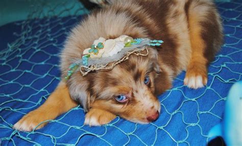 Shamrock Rose Aussies Update We Have Puppies Born 5
