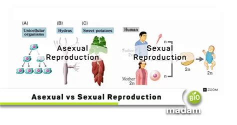 Difference Between Sexual And Asexual Reproduction Biomadam Free Hot Nude Porn Pic Gallery