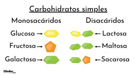 Biomoléculas Qué Son Definición Tipos Funciones