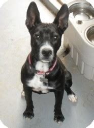 Check spelling or type a new query. Rio Rancho, NM - German Shepherd Dog/American ...