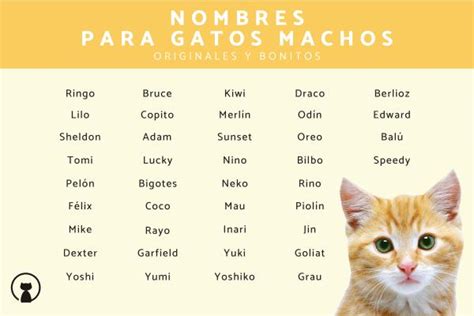 415 Nombres Para Gatos Machos Originales Bonitos Y Con Significado