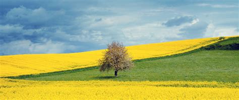 Yellow Flower Field Background Hd Flowers 4k Wallpapers Images