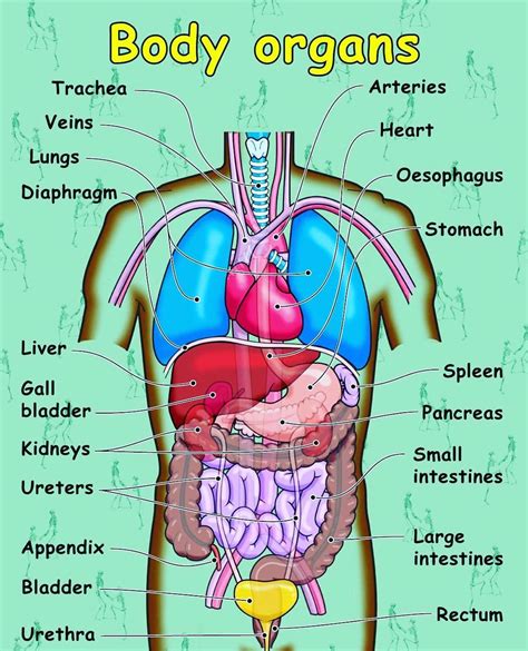 Female Body Organs Chart