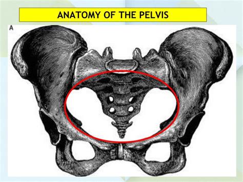Anatomy Of Pelvis