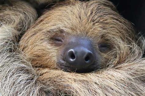 Why Are Sloths So Slow Discover Wildlife