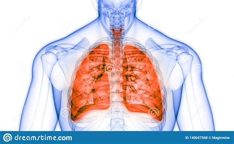 Human Body Organs Respiratory System Lungs Anatomy Stock