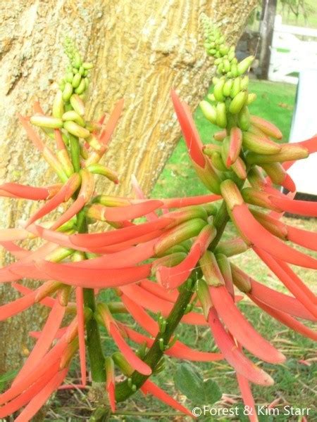 Exotische Nutz Und Zierpflanzen Erythrina Berteroana