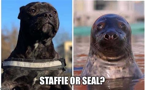 Funny Staffy Memes 17 Of The Absolute Best
