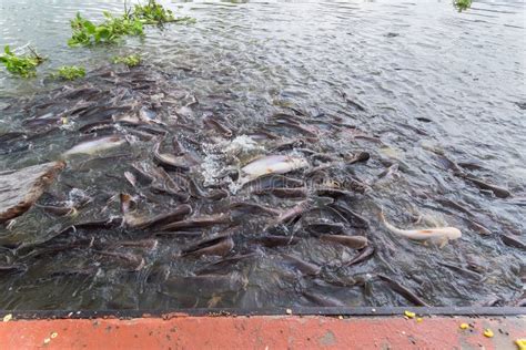 Pangasius Fish Are Swimming In The Rivers Feeding At Floating Market