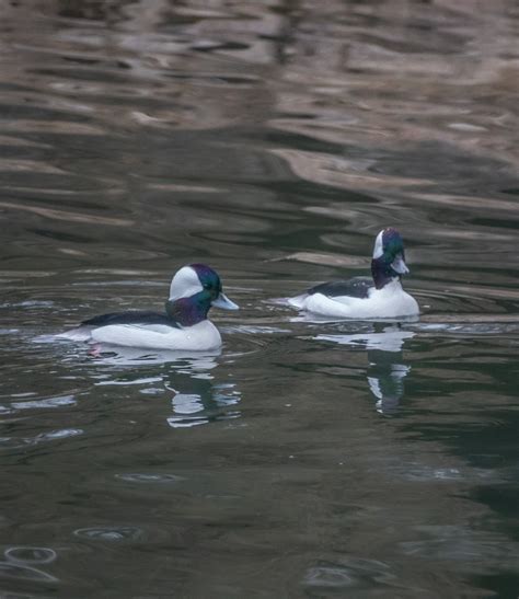 Identification Of 9 Diving Duck Species A Photographic Guide Miles Hearn