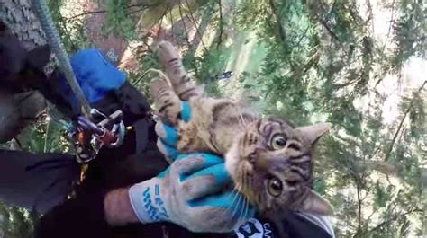 Guys Have Rescued Over 2000 Cats From Trees Because They