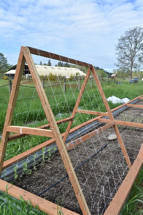 Training it up a cucumber trellis will guarantee less disease and damage, and an abundant harvest. A-Frame Trellis - DIY - For Peas and... Cucumbers? - Zion ...
