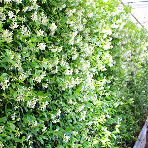 Star Jasmine Hedging Screen Trachelospermum Jasminoides 180cm High