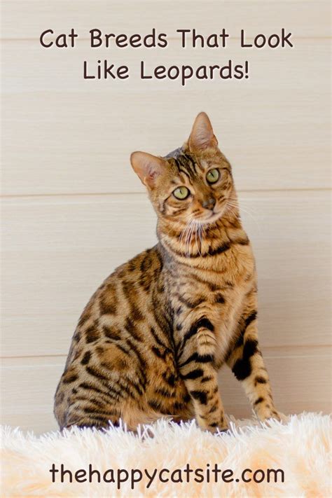 Cats That Look Like Leopards Domestic Breeds That Look Like Big Cats