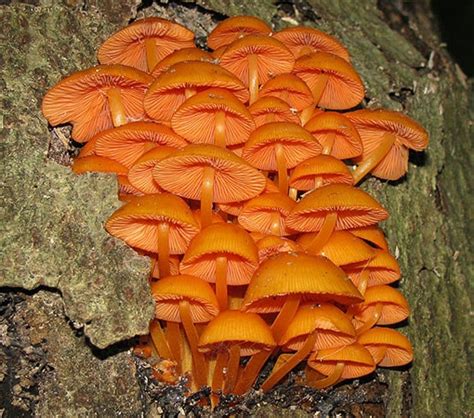10 Orange Mushroom Species With Pictures