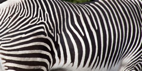 Filezebra Stripes 5018224290