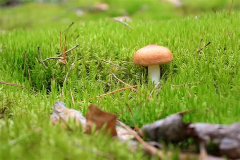 Not Edible Mushroom In The Grass Stock Photo Image Of Seasonal