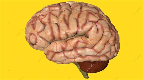 نموذج طبي ثلاثي الأبعاد للدماغ البشري لطلاب التشريح صورة الخلفية والصورة للتنزيل المجاني Pngtree