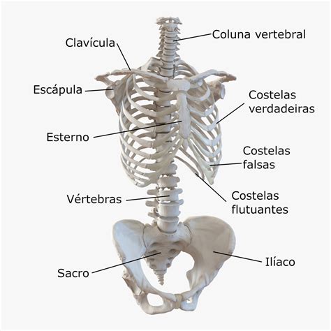 Ossos Do Tronco Anatomia Do Sistema Esquelético Corpo Humano
