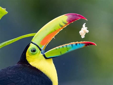 What Do Toucans Eat All You Need To Know Birdfact