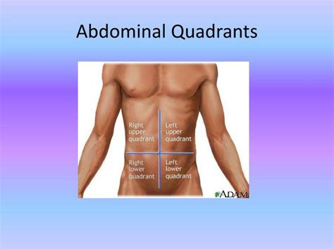 The right and left sides, and another that divides it into this article is about the four quadrants of abdominal organs. PPT - Introduction to Anatomy PowerPoint Presentation - ID ...