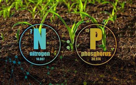 And this is something very positive! Consequences of differential nutrient limitation of plants ...